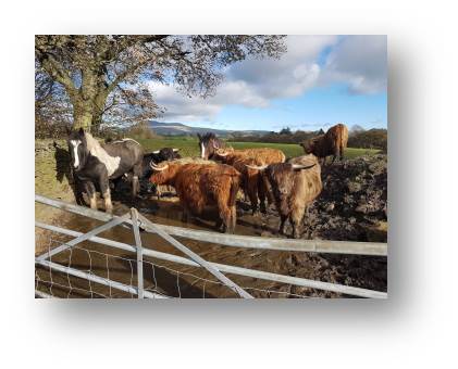 Rachel's image of the Highland Cattle in a nearby field.