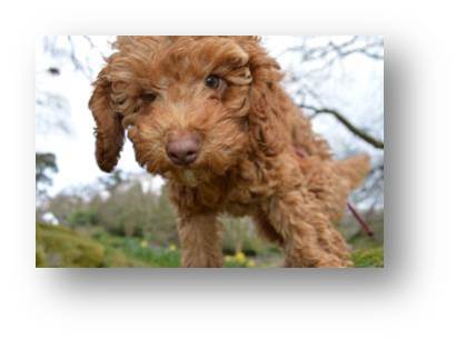 Ember learning how to pose for Rachel, she needs some practice.