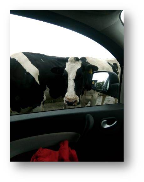 Image of local herd of dairy cattle